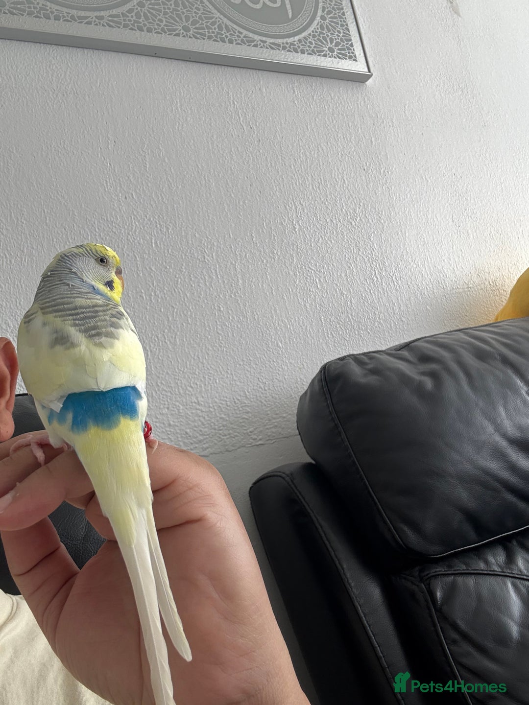 Budgerigars birds for sale: Semi tamed male for sale - Image 2