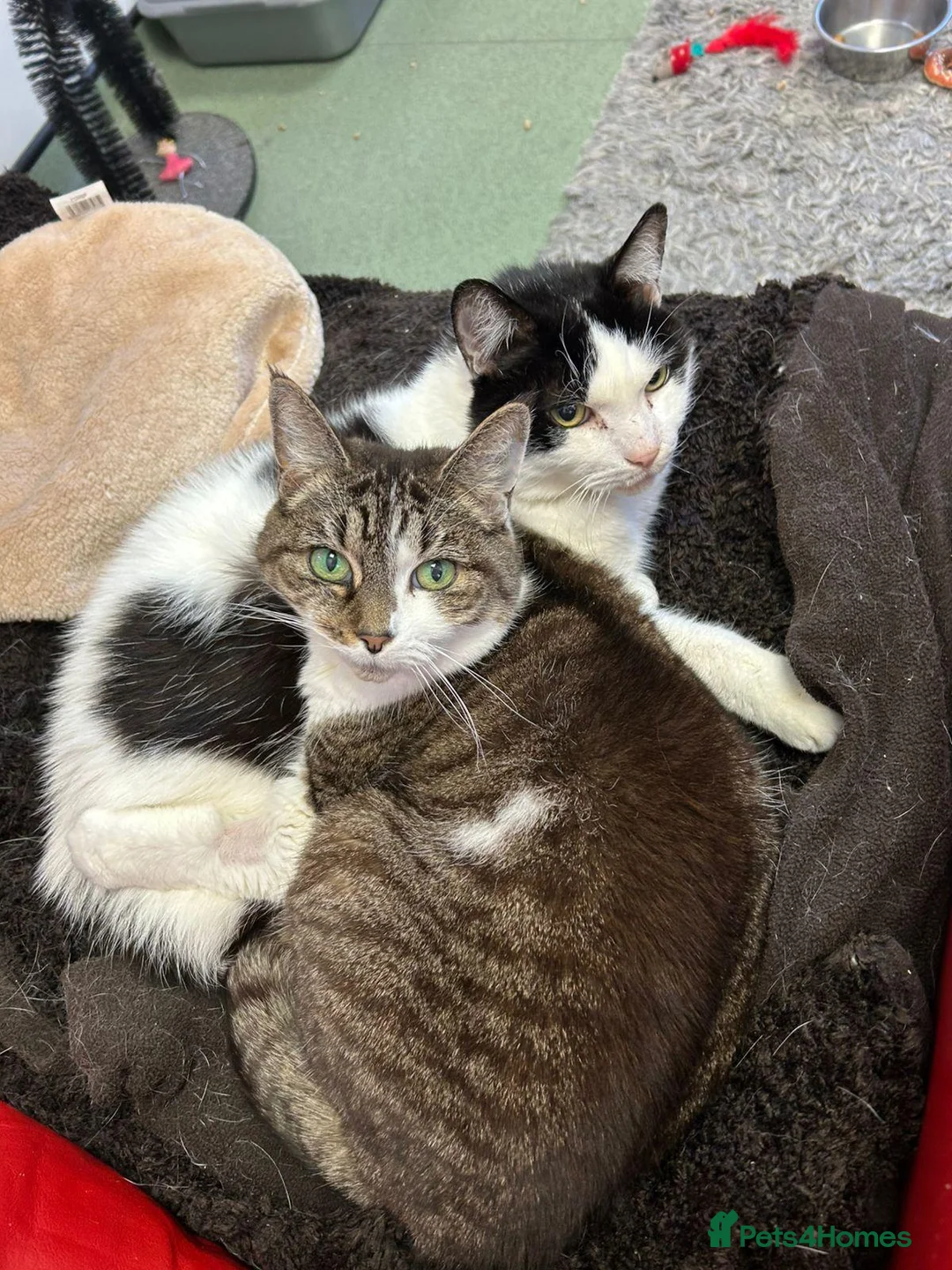 Domestic Shorthair cats for adoption: Lily & James - Advert 3