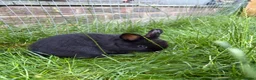 Netherland Dwarf rabbits for sale: Pure Netherland dwarf   - Advert 10