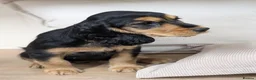 Cocker Spaniel dogs for sale: Gorgeous Show Cocker Spaniel Puppies  - Advert 16