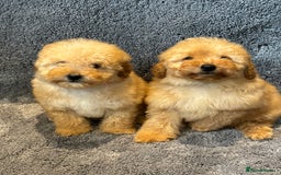Toy Poodle dogs for sale: 2 beautiful toy poodle girls READY SOON  - Advert 1