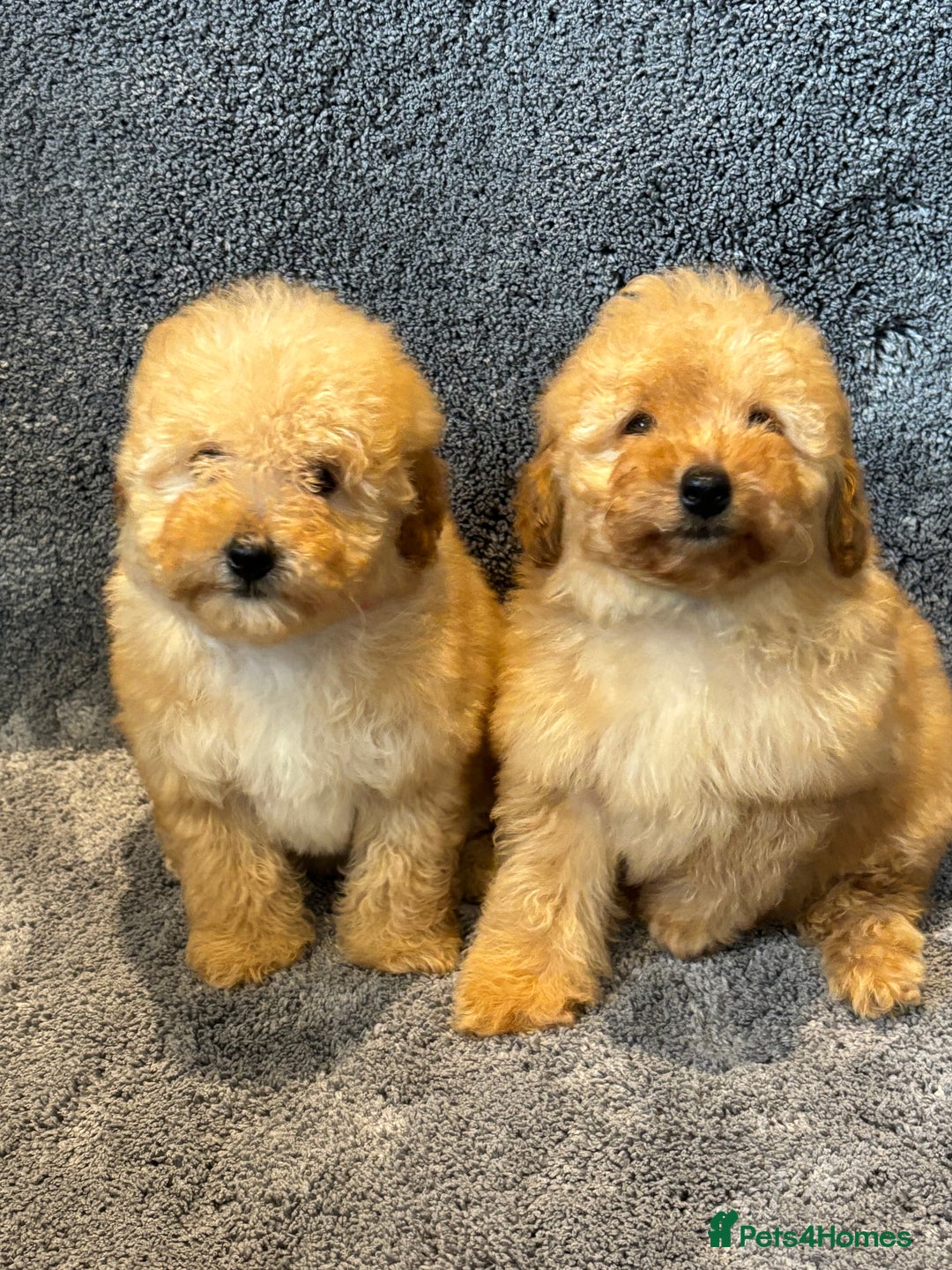 Toy Poodle dogs for sale: 2 beautiful toy poodle girls READY SOON  - Advert 1