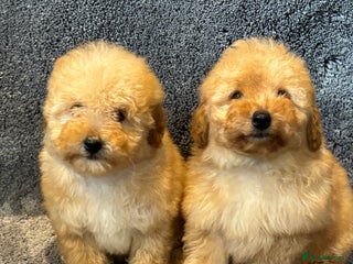 Toy Poodle dogs 2 beautiful toy poodle girls READY SOON - Advert 6