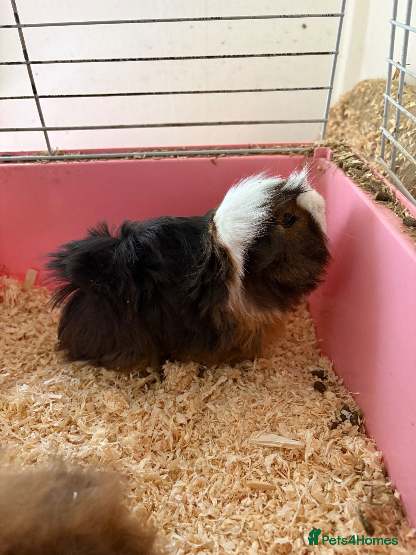Guinea Pig rodents Guinea pigs free - Advert 1