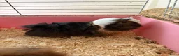 Guinea Pig rodents for sale: Guinea pigs free in Barking - Advert 1