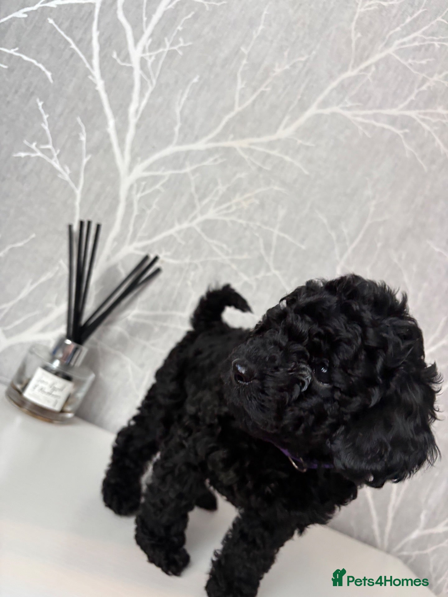 Cockapoo dogs F1b toy cockapoo health tested parent 🐶 - Advert 21