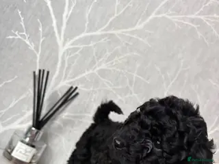 Cockapoo dogs F1b toy cockapoo health tested parent 🐶 - Advert 21