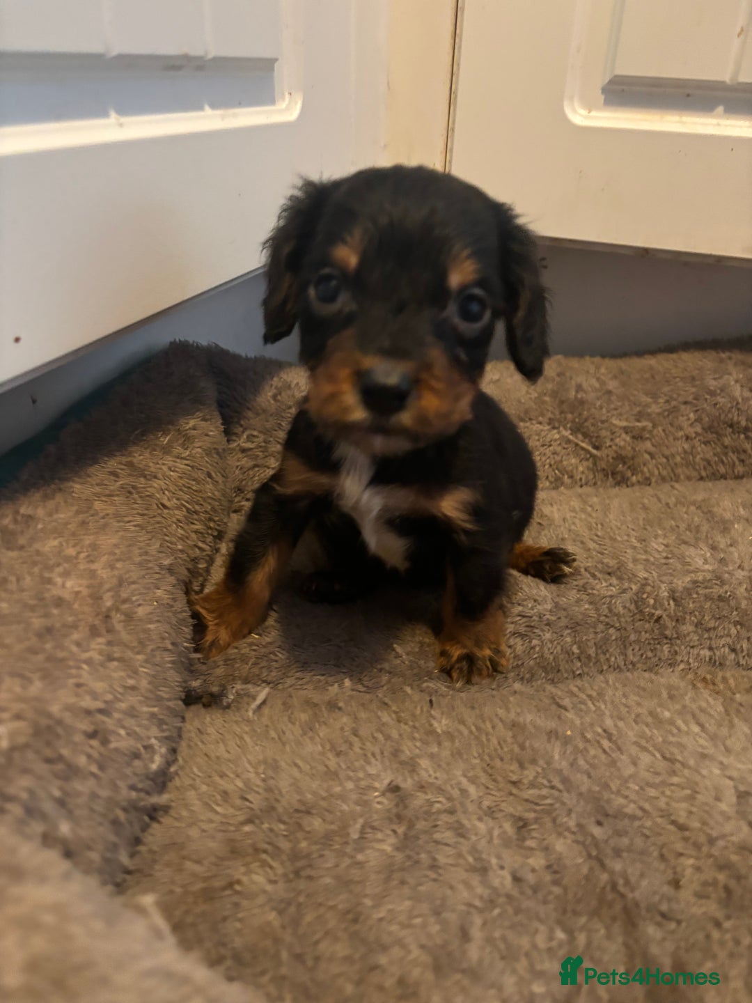 Cocker Spaniel dogs for sale: 5 lovely cocker spaniels  - Advert 9