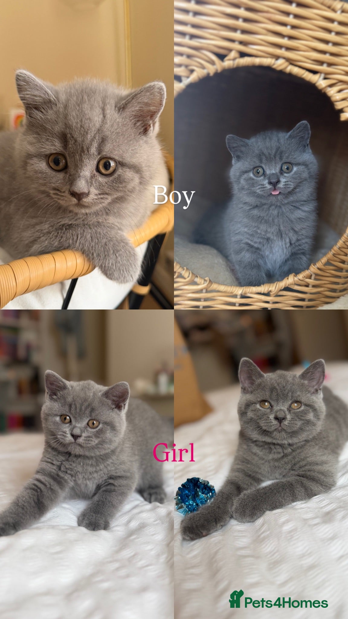 Scottish Fold cats Gorgeous pure blue Scottish folds/straights - Advert 8
