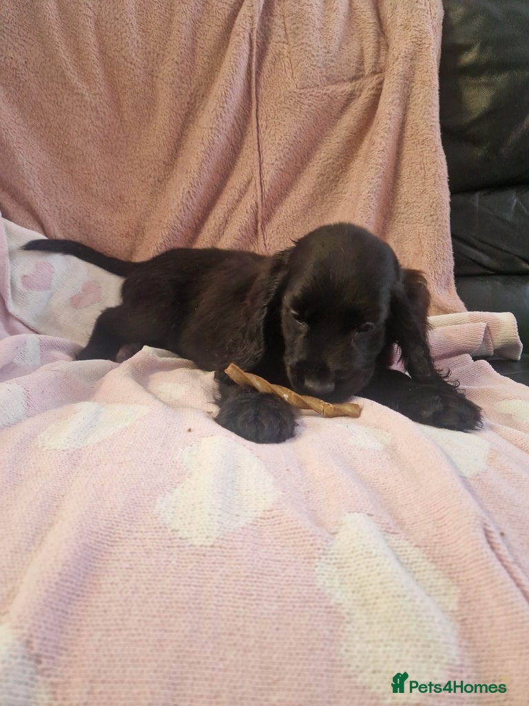 Cockerdor dogs for sale: Here is spencer hes the last boy  in Leek - Advert 8