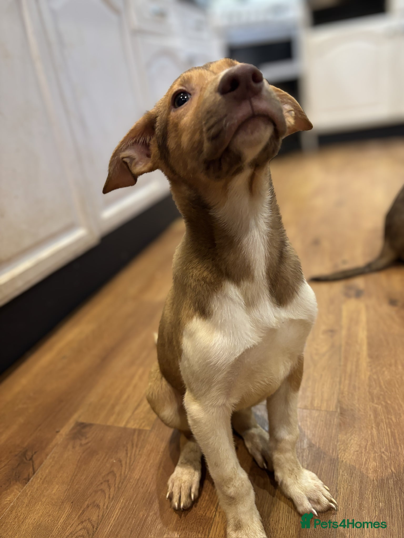 Mixed Breed dogs for sale: Mixed Breed Pups - Advert 23