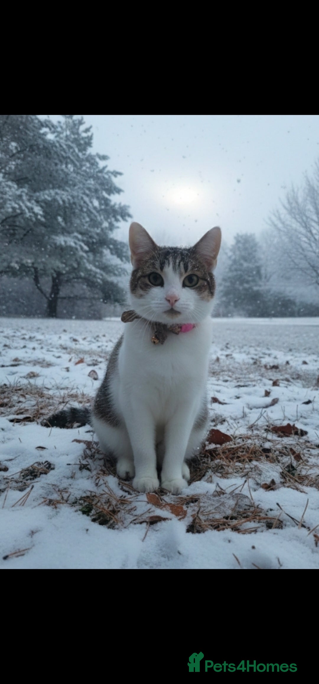 Mixed Breed cats Willow - Advert 1