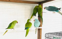 Ringnecks birds for sale: Ringnecks parrot for sale  - Image 2