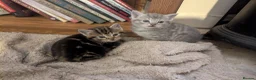 Mixed Breed cats for sale: Beautiful Kittens Ready for their new homes  - Advert 2