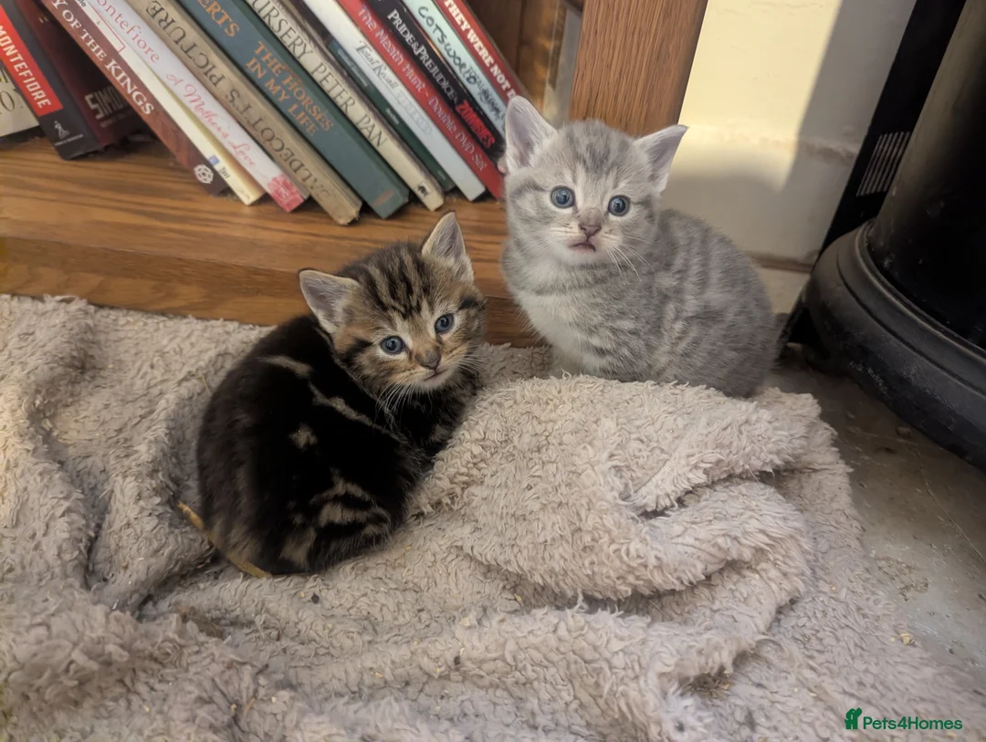 Mixed Breed cats for sale: Beautiful Kittens Ready for their new homes  - Advert 2
