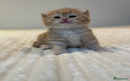 British Shorthair cats for sale: TICA Reg Beautiful Golden & Golden Tabby Bsh  - Image 15