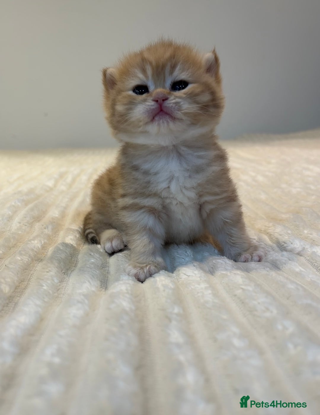 British Shorthair cats for sale: TICA Reg Beautiful Golden & Golden Tabby Bsh  - Image 15
