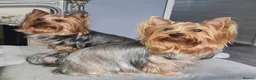 Yorkshire Terrier dogs for sale: Pedigree miniature Yorkshire terriers puppies  - Advert 3