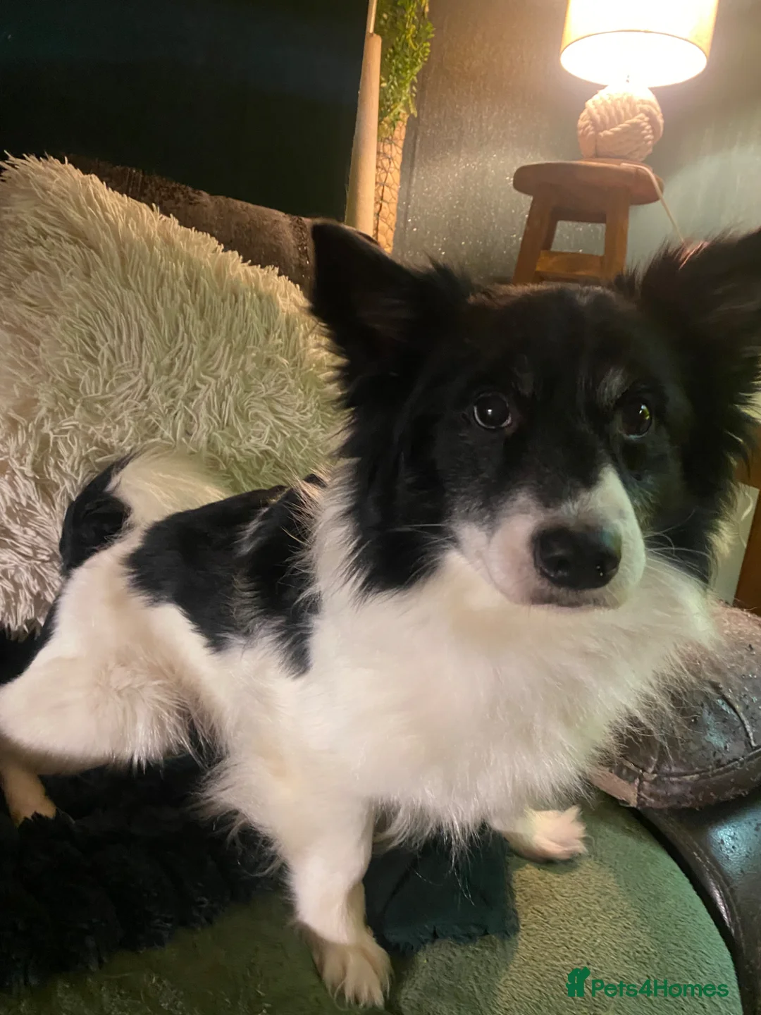 Mixed Breed dogs for sale: Chihuahua x  in Llandudno Junction - Advert 2