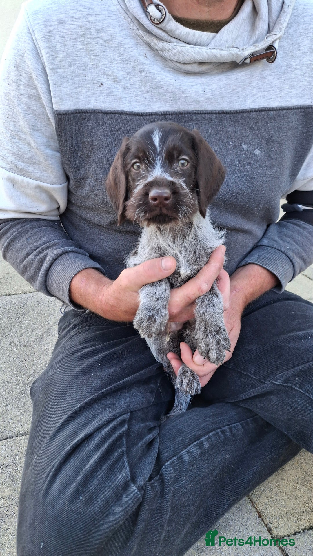 German Wirehaired Pointer dogs for sale: Quality male German wirehaired pointers ready now! - Image 14