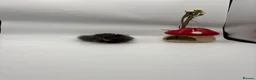 Hamster rodents for sale: Pedigree Syrian hamster pups  - Advert 9
