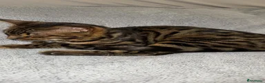 Bengal Kitten 1