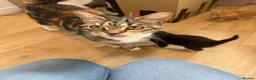 Mixed Breed cats for sale: *Beautiful mixed litter* - Advert 26
