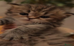 Siberian cats for sale: Siberian GCCFxGolden Chinchilla GCCF - Advert 3