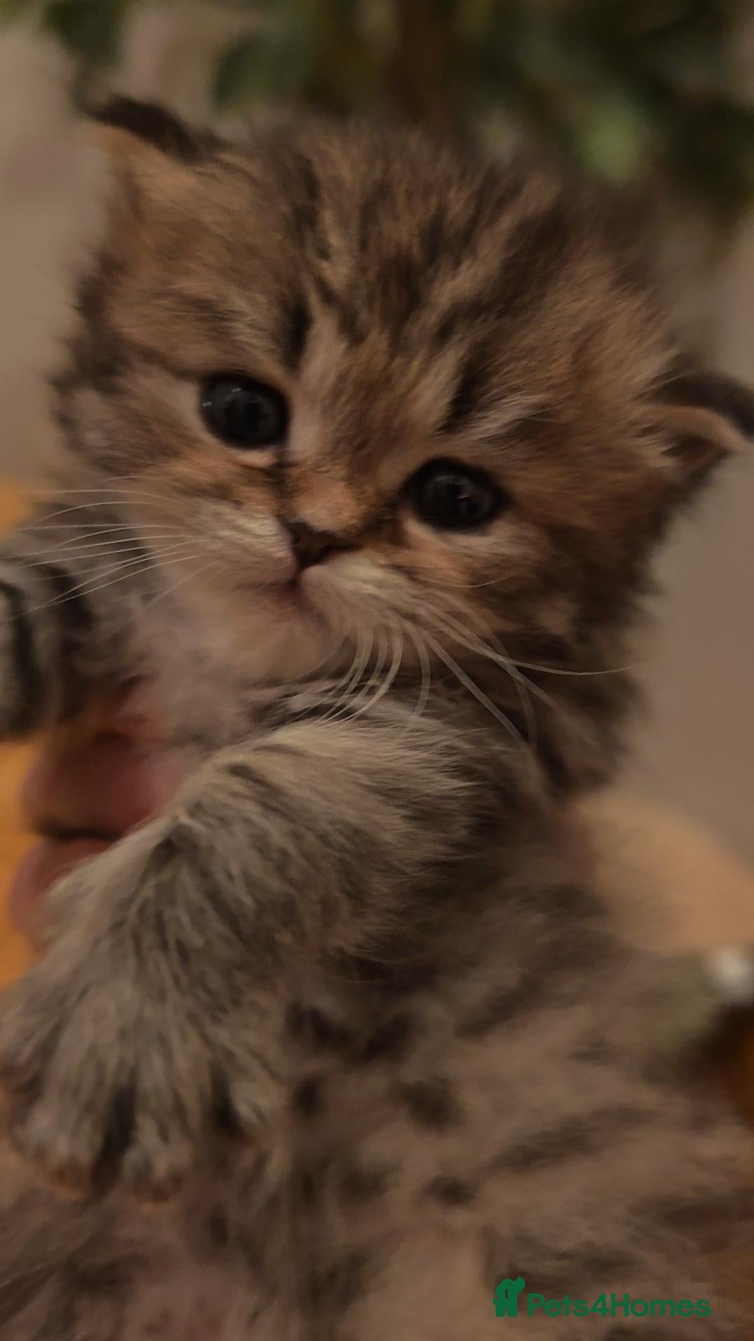 Siberian cats for sale: Siberian GCCFxGolden Chinchilla GCCF - Advert 3