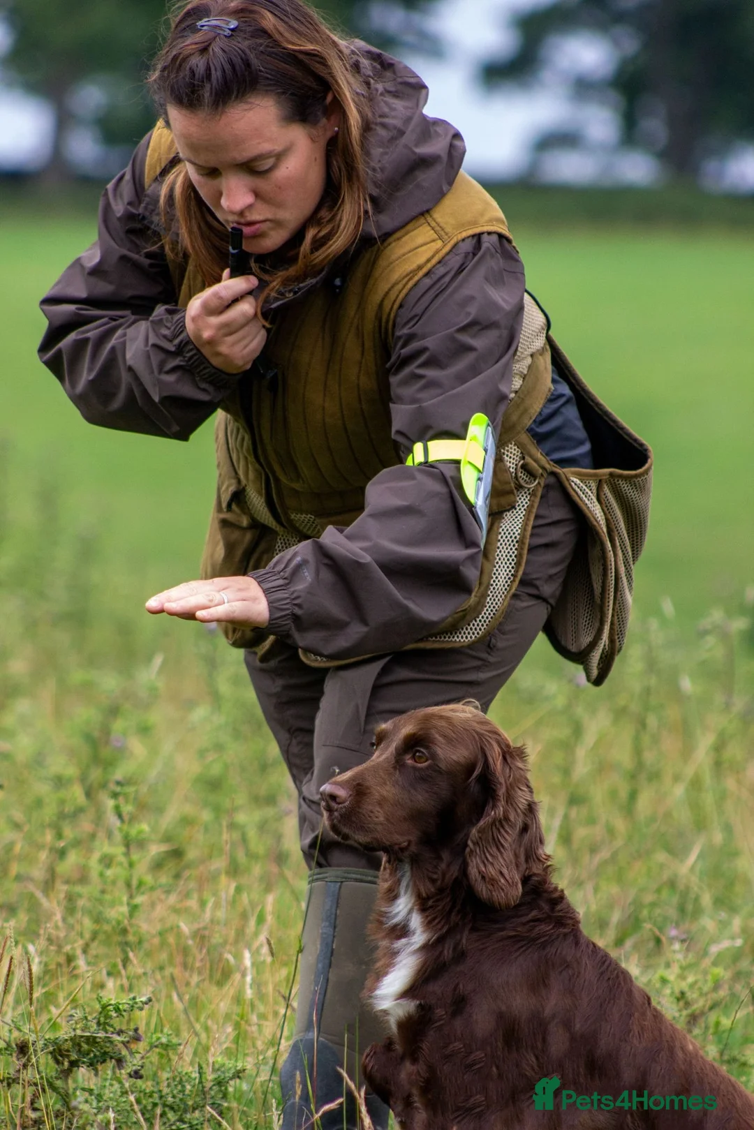Cocker Spaniel dogs for stud: Cocker spaniel for stud extensively health tested  in Shrewsbury - Advert 9