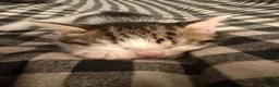 Mixed Breed cats for sale: Friendly kittens ready for homes  - Advert 3