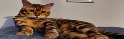 Bengal cats for stud: Impressive Stud Bengal TICA WCF reg in Harlow - Advert 35