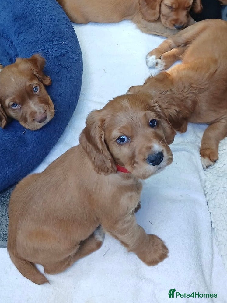 Cocker Spaniel dogs Red Working Cocker Spaniels - Advert 2