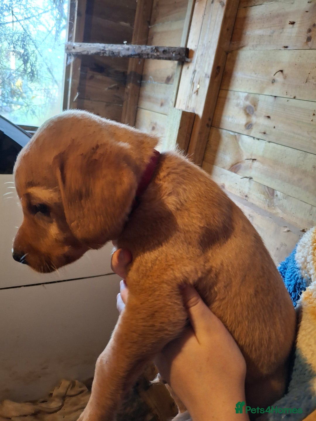 Labrador Retriever dogs for sale: Red 5th generation pedigree labrador  - Image 24