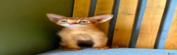 Abyssinian cats for sale: Stunning GCCF Abyssinian kittens - Advert 2