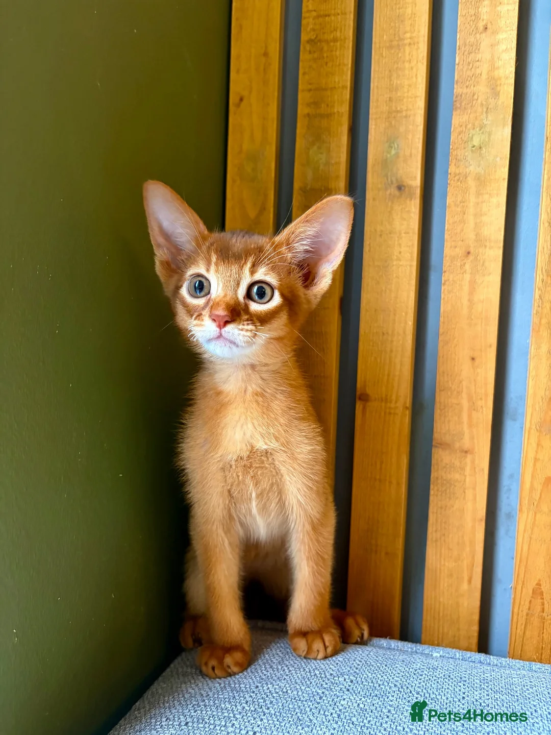 Abyssinian cats for sale: Stunning GCCF Abyssinian kittens - Advert 2