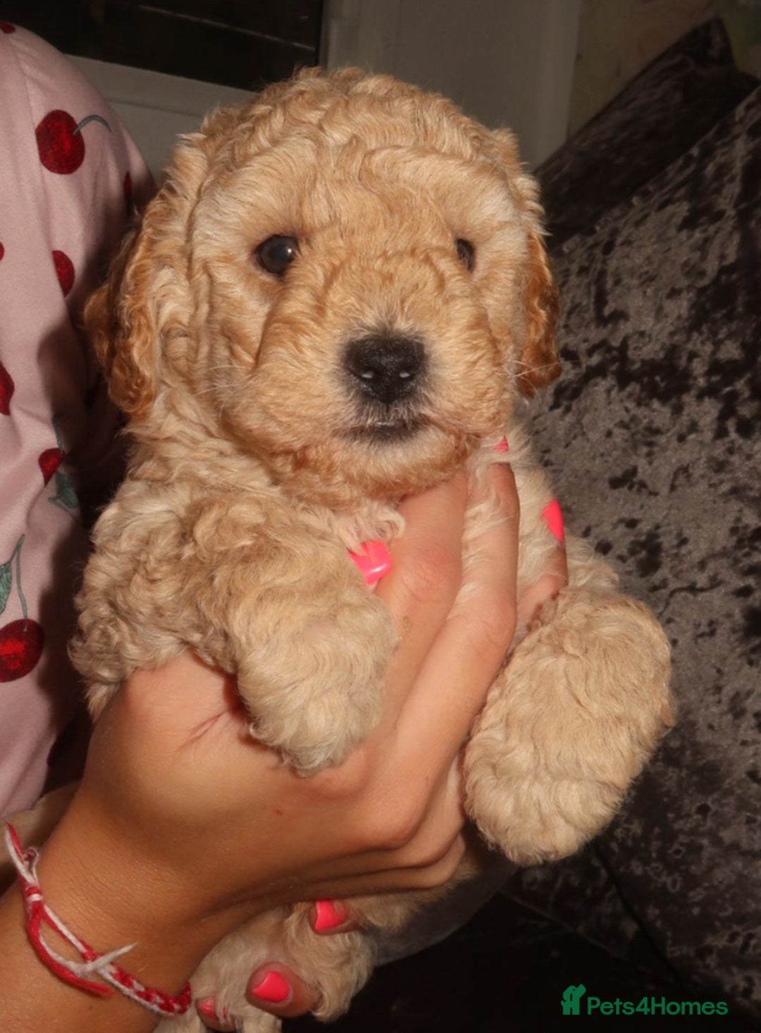 Poodle dogs for sale: Two adorable boys  - Image 9