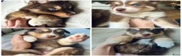 Pomsky dogs for sale: Stunning F3 Rare Chocolate Pomskies Health Tested - Advert 7