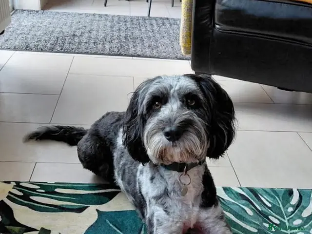 Cockapoo dogs Ralph - Advert 2