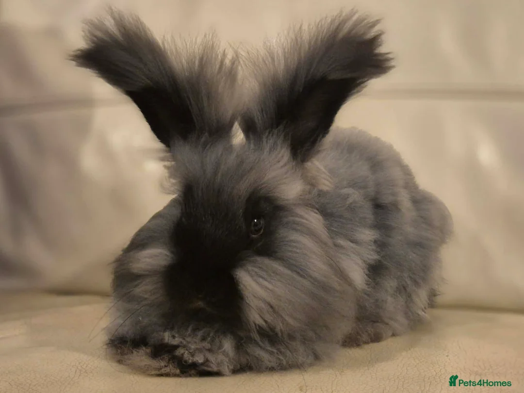 Angora rabbits for sale: Angora boys - Advert 2