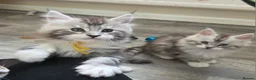 Maine Coon cats for sale: Outstanding Quality shaded line Boys - Advert 6