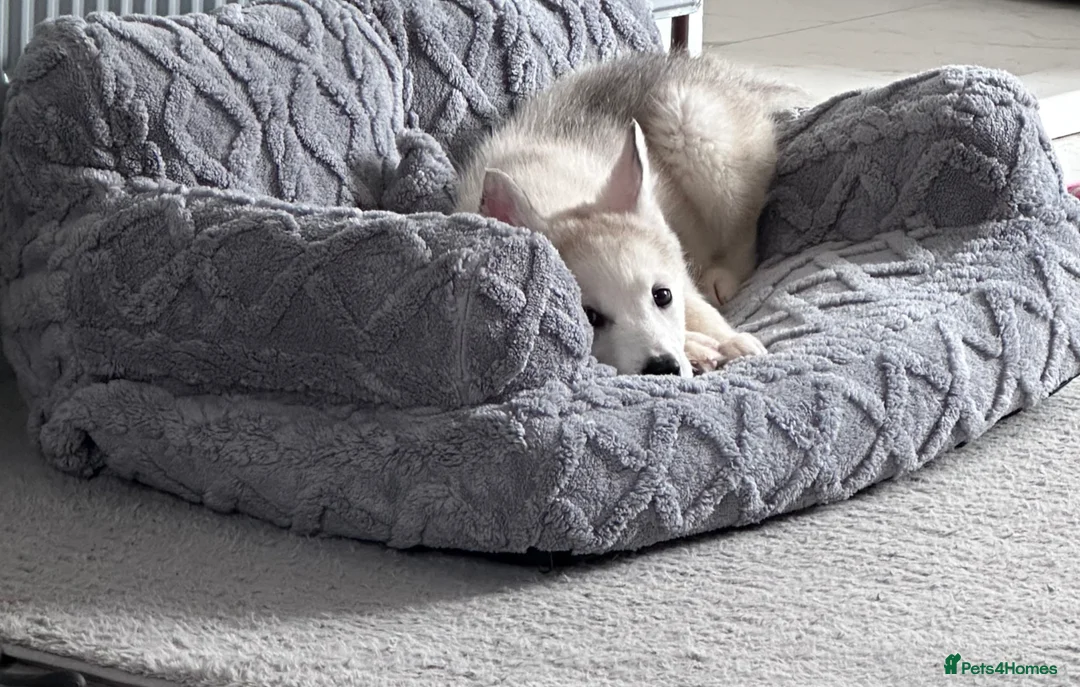 Siberian Husky dogs for sale: Ocean - Advert 2