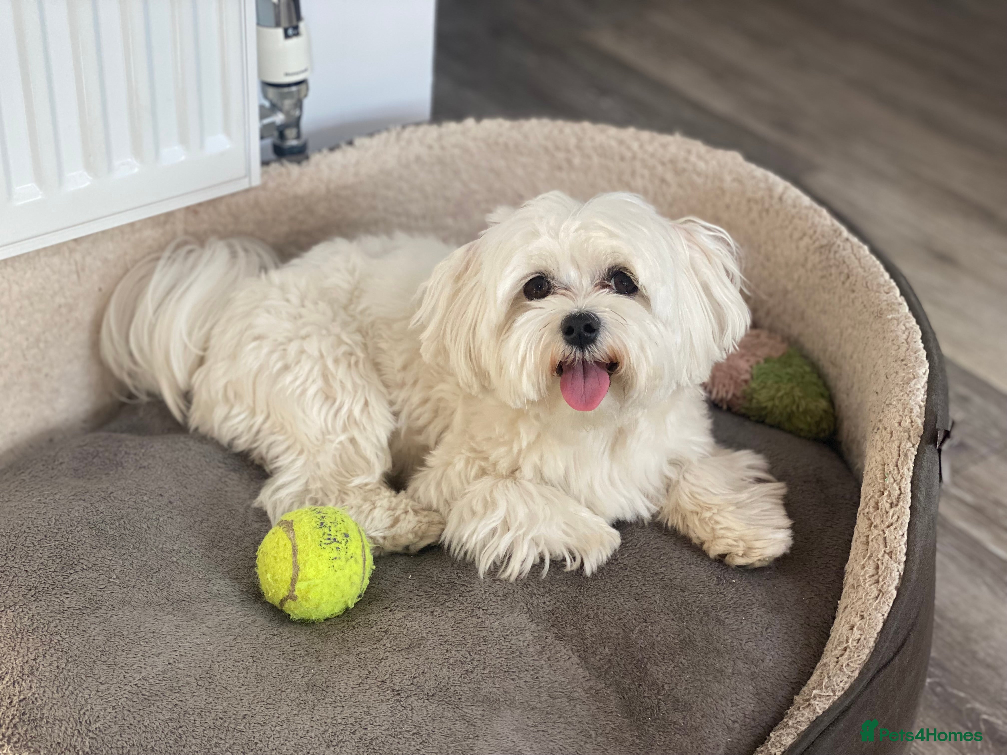 Maltese dogs Maltese terrier boy dog for stud  - Advert 6