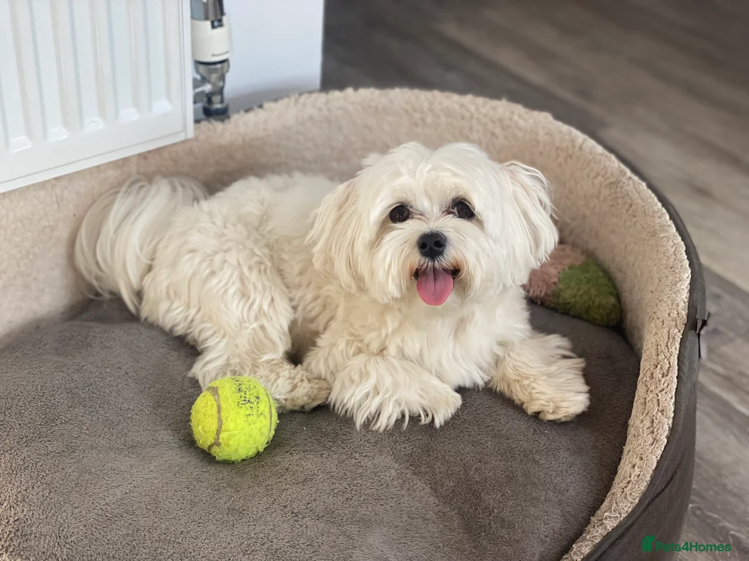 Maltese dogs for stud: Maltese terrier boy dog for stud  - Advert 1