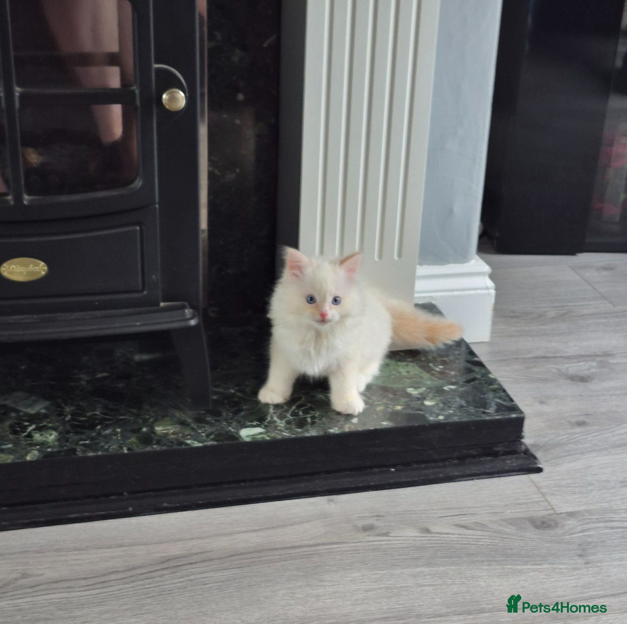 Ragdoll cats flame red boy ragdoll left - Advert 5