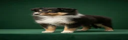 Rough Collie dogs for sale: 7 Gorgeous rough collie puppies for sale in Spalding - Advert 9
