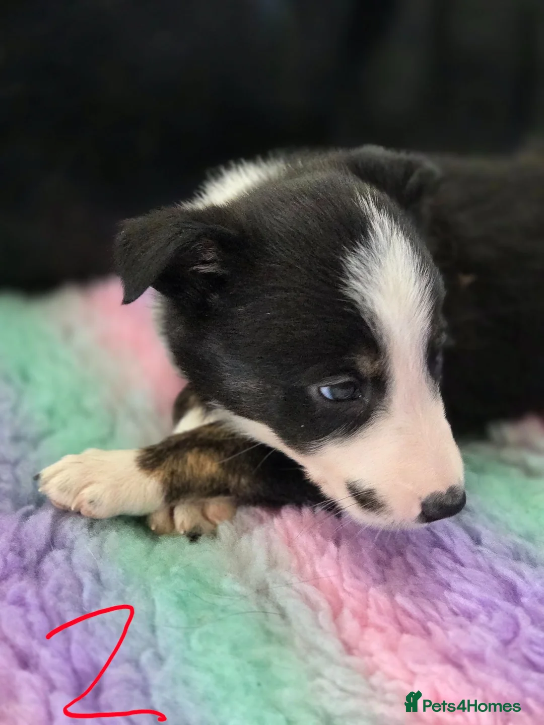 Border Collie dogs for sale: Border collie pup's  - Advert 2
