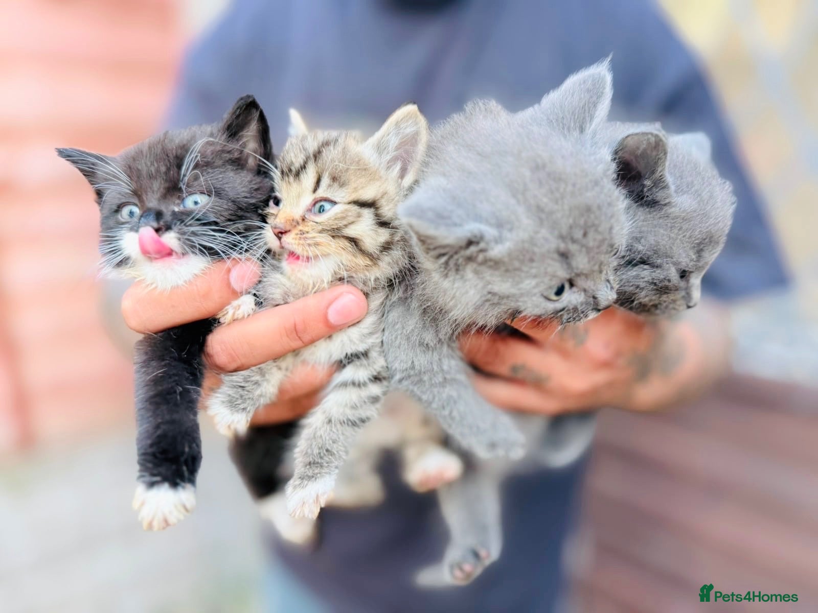 Mixed Breed cats Beautiful, Playful Kittens Looking for a Home - Advert 1
