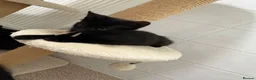Domestic Shorthair cats for sale: 4 adorable kittens looking for new homes - Advert 4