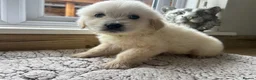Golden Retriever dogs for sale: Gorgeous golden retriever pups - Advert 5